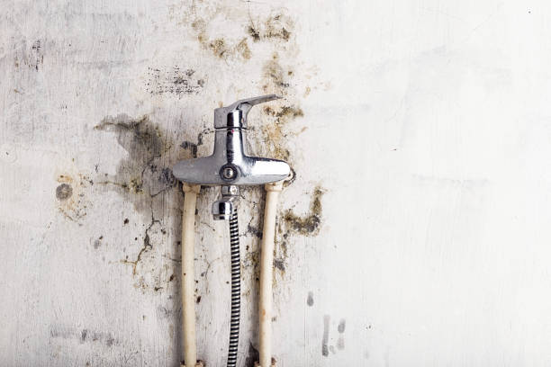 Best Mold Removal Near Me  in La Nte, MO