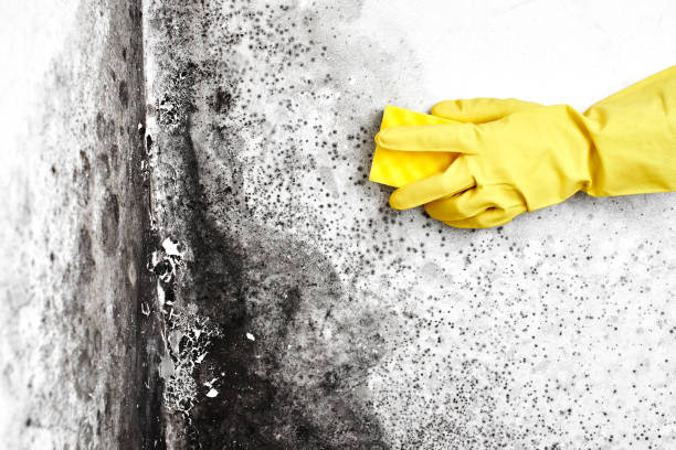 Best Office Mold Removal Services  in La Nte, MO