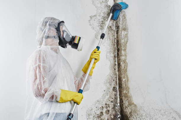 Best Crawl Space Mold Removal  in La Nte, MO