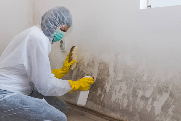 Professional Mold Removal in La Monte, MO