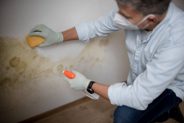 Best Mold Testing  in La Nte, MO