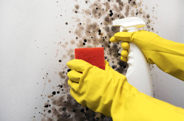 Best Same-Day Mold Removal  in La Nte, MO
