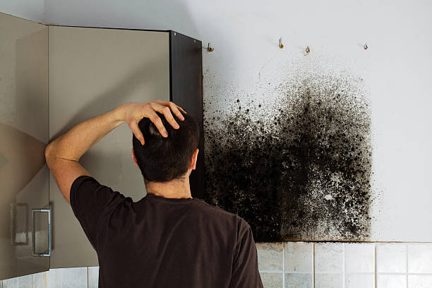 Best Mold Removal Near Me  in La Nte, MO
