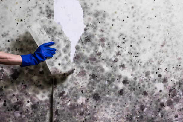 Best Mold Removal Company Near Me  in La Nte, MO
