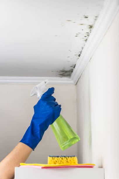 Best Home Mold Removal  in La Nte, MO