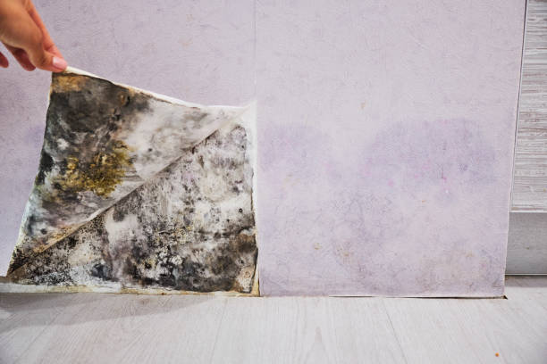 Best Mold Cleaning Services  in La Nte, MO